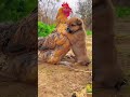 Friendship  puppy and chicken a beautiful moment 191  shorts