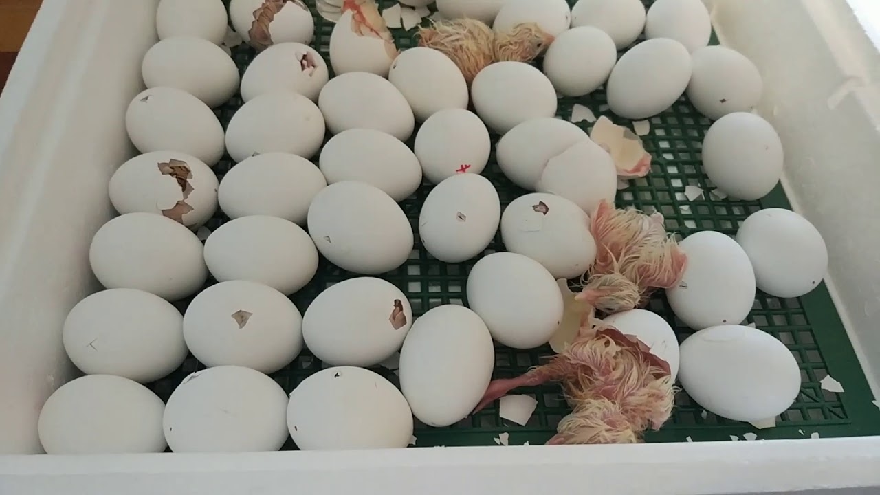 Как вылупляются цыплята в инкубаторе