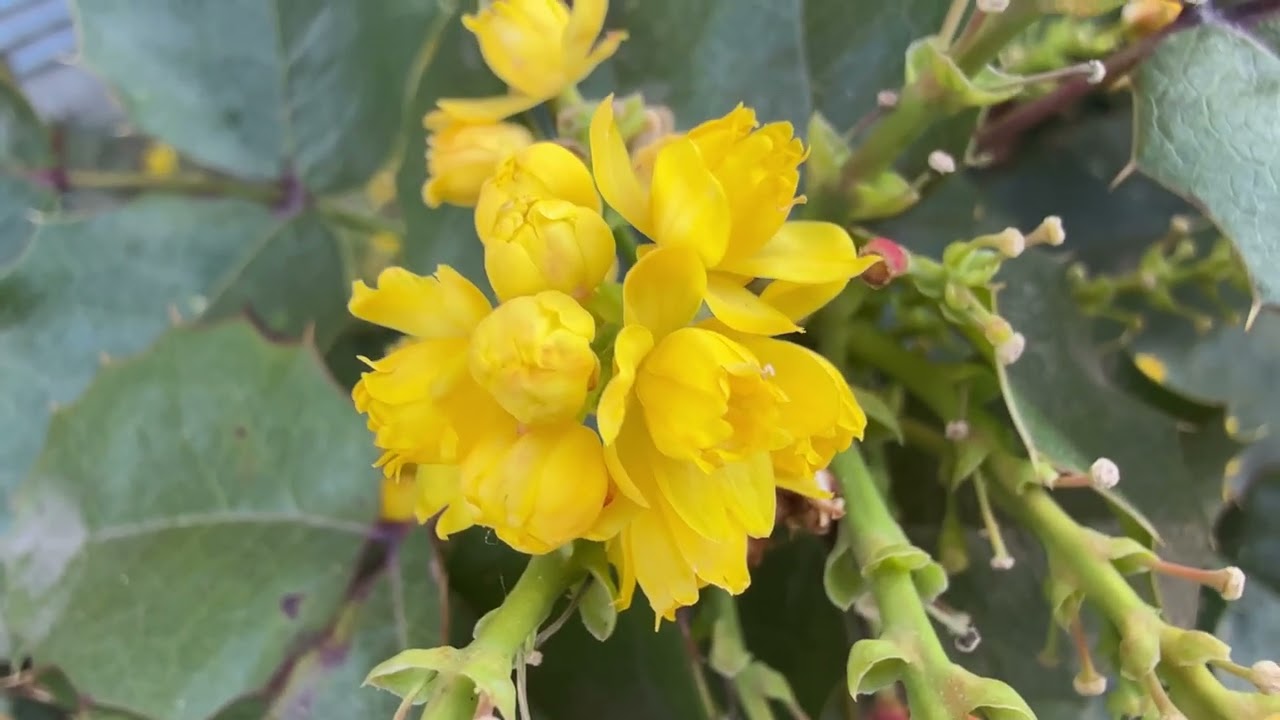 410 - PIANTA CON FIORE GIALLO DELLA NATURA - BELLISSIMA STUPENDA SUPER MERAVIGLIOSA - APRILE 2025