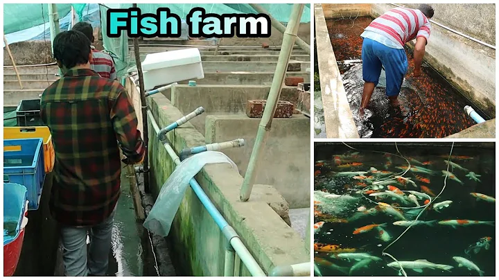 Chennai fish farm visit-kolathur fish wholesale -A...