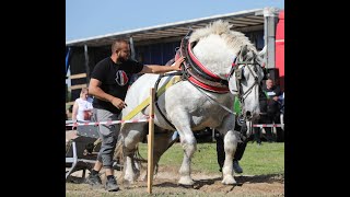 Турнир с коне от тежковозни породи с благотворителна кауза в село Крива Бара, община Брусарци