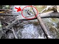 When A Man Spotted Mysterious Giant Animal In Creek, He Jumps Into Action To Save Him