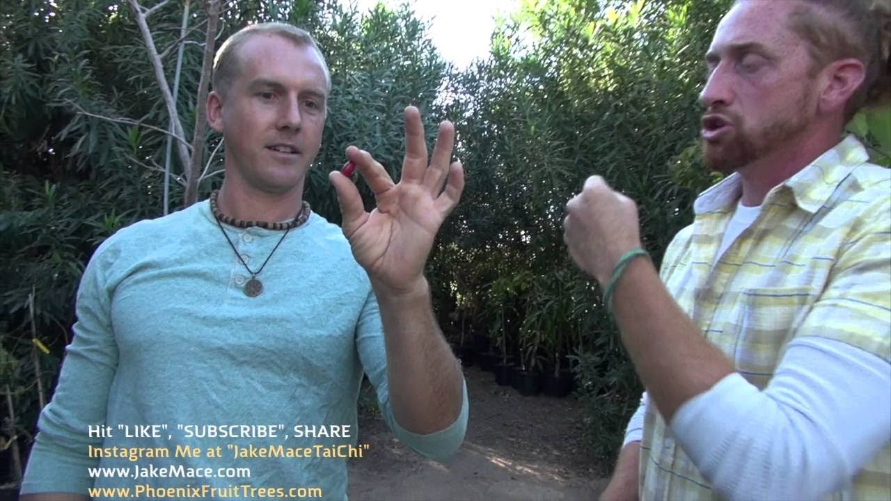 Jake Mace Garden Tour of Shamus O'Leary's Tropical Fruit Trees YouTube