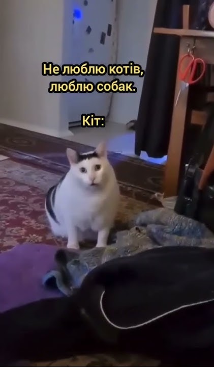 Приколи з котами меми жарти котячі, відеоприколи українською #меми # ...