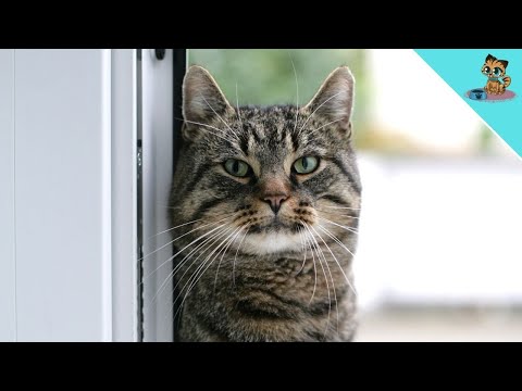 Video: Kur jūsu kaķi dodas, kad viņi atstāj jūsu māju?