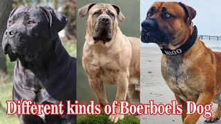 Different kinds of Boerboels Dog || Types of Boerboels