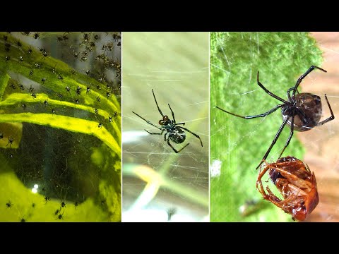Каракурт (Latrodectus tredecimguttatus). Содержание