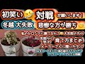 【冬越し・育て方失敗】【セロシア鶏頭】悲惨対戦よろしく！セネッティ摘芯植えの結果・フィオリーナのザビエル化