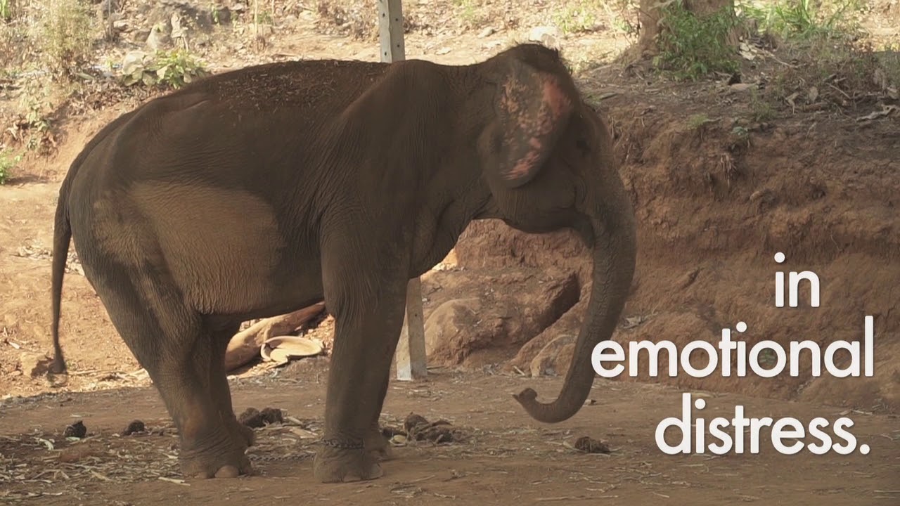 Elephant Not Entertainers ( suffering of elephants)