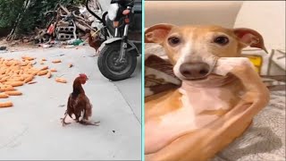 Funny/Cute Animal Videos Try Not To Laugh 2 🤣🐔😹 by New Level Creation 16 views 1 year ago 57 seconds