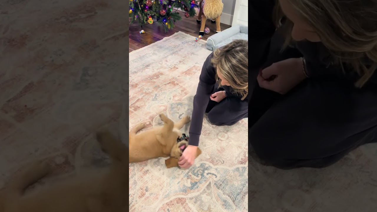 @apollothegoldn: Аполло тренируется переворачиваться… прогресс важнее совершенства 🐾✨ 