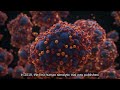 Apigenin &amp; Quercetin: The Senolytic Flavonoids in Your Kitchen