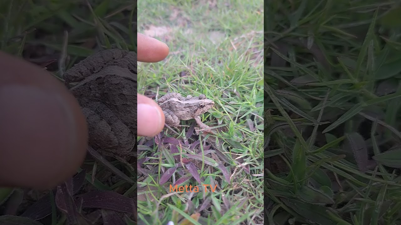 Grass frog catching/toad jump/babe frog 