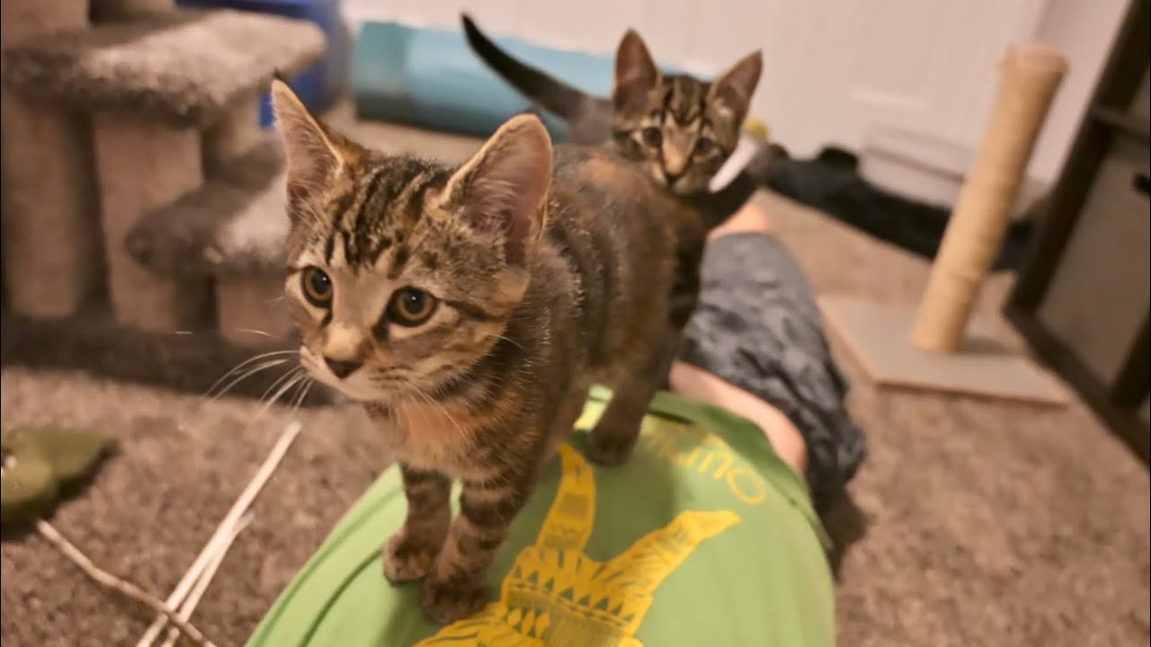 The cat distribution system has chosen me...again