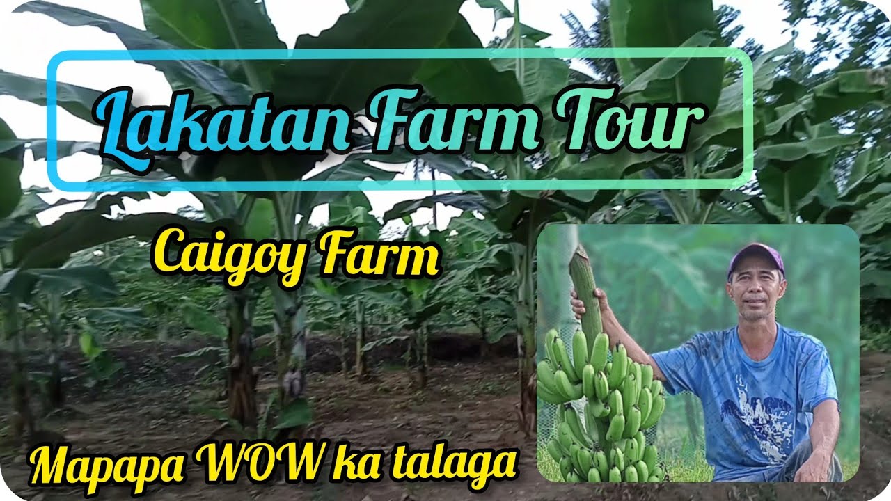 Lakatan Farm Tour (Caigoy Farm)