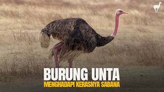 Burung Unta: Melawan Keras Predator Sabana dengan Kecerdikan