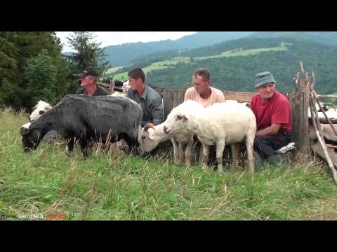 Wideo: Chrząkające Owieczki
