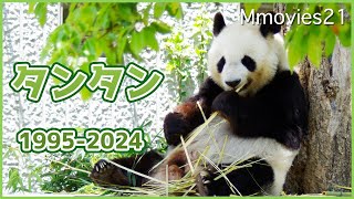 ありがとうタンタン 神戸市立王子動物園ジャイアントパンダ〜TanTan the Giant Panda at Oji zoo