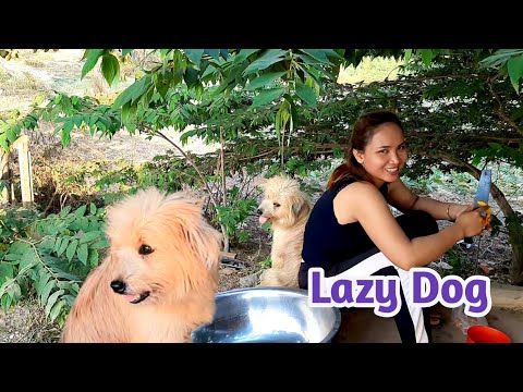 dog-lazy-funny-|-pets-&-animals-lover-channel