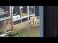 散歩待ちのケルベロス