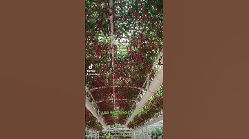 Thumbnail of CABE TINGGI 3 METER DALAM GREEN HOUSE, #berkebun #viral #bertani #viralvideo #bercocoktanam #short