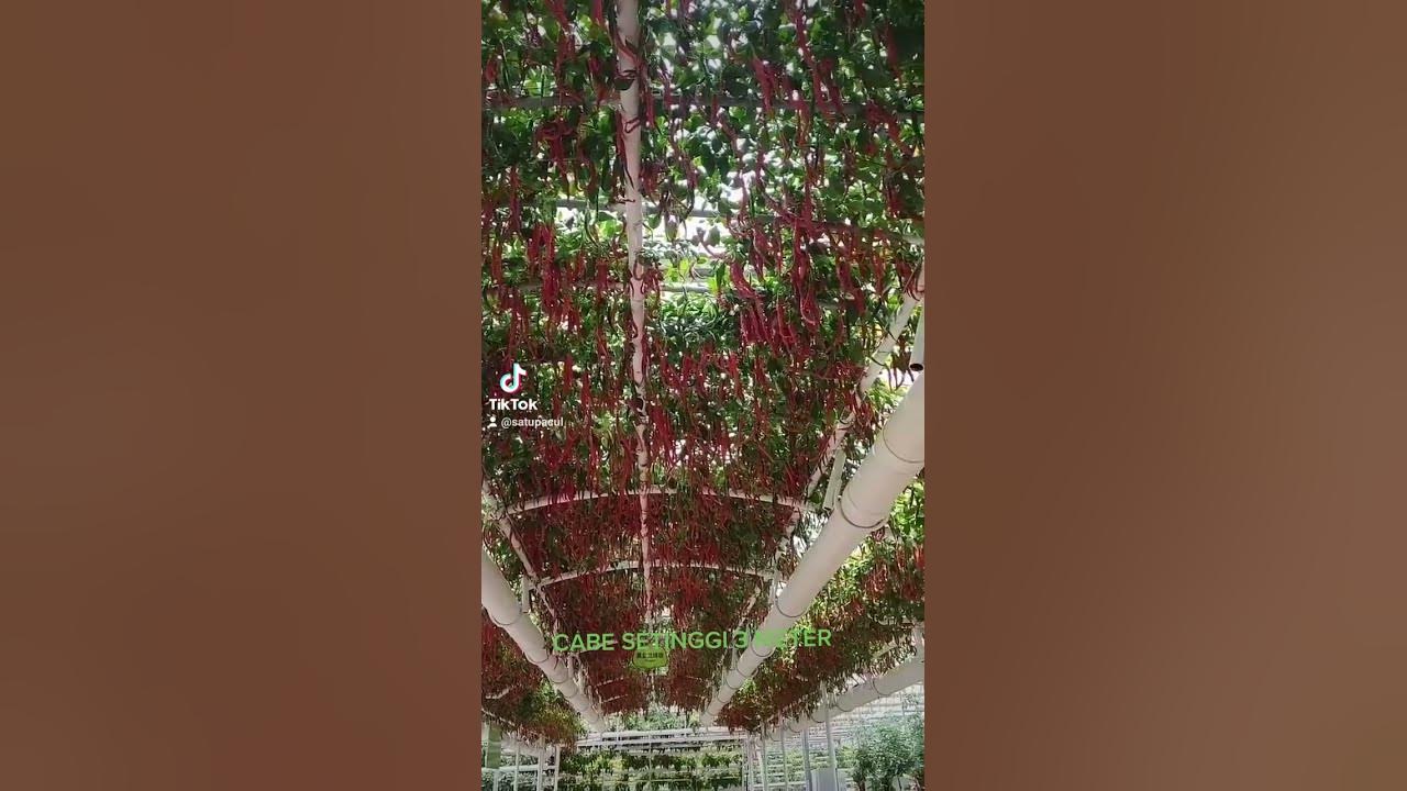CABE TINGGI 3 METER DALAM GREEN HOUSE, #berkebun #viral #bertani #viralvideo #bercocoktanam #short