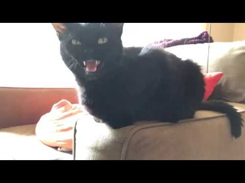  Cat  sounds  like  a bird  YouTube