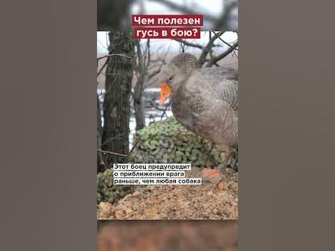 Чёрные гусары завели гуся на передовой #shorts - YouTube