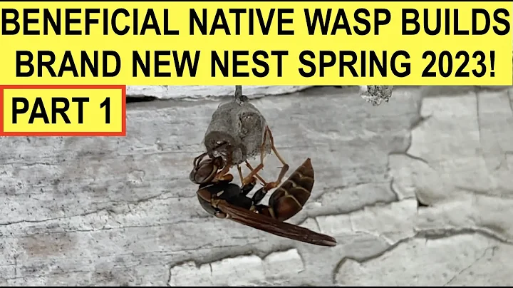 ANOTHER PAPER WASP BUILDS NEW NEST 2023 (PART 1)! NORTHERN PAPER WASP QUEEN/FOUNDRESS IN ACTION!