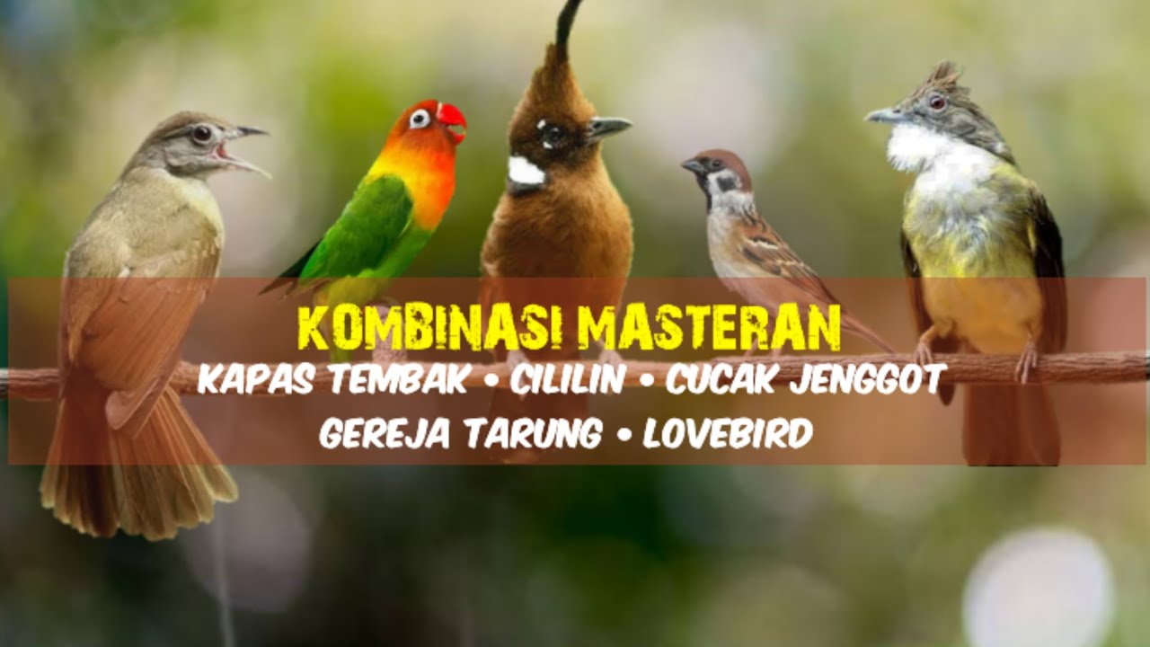 Kombinasi Masteran Juara | Full Tembakan Materi Mewah