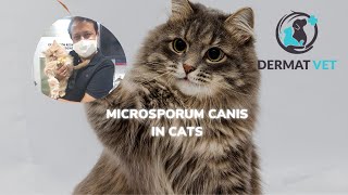 Microsporum Canis In Cats  A #VeterniaryDermatology Perspective