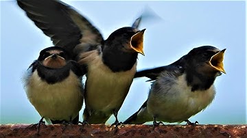 SWALLOWS Prepare For Migration.