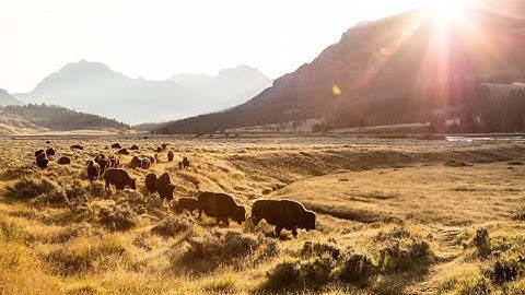 Conserving Yellowstone Bison: Virtual Presentation
