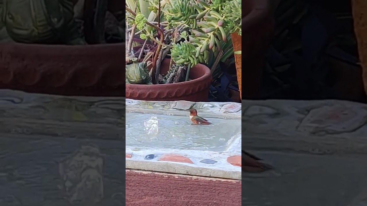 Beautiful hummingbird