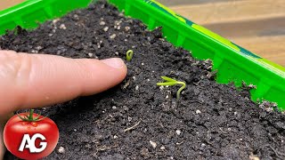 Have pepper seedlings appeared? How not to spoil the seedlings immediately after emergence.