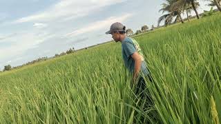 Can pregnant rice be harvested in flooded areas?