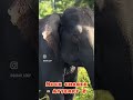 Aggressive Elephant Behavior in Tiger Reserve #wildlife