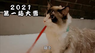 It's snowing heavily in Seoul, Korea. How would cats react when they first saw snow? by Cats 7,639 views 3 years ago 3 minutes, 30 seconds