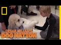 Paws with a Powerful Effect | Cesar Millan's Dog Nation Paws with a Powerful Effect | Cesar Millan's Dog Nation