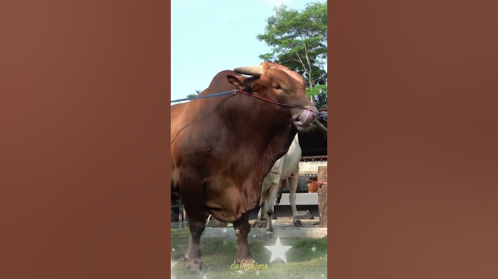 DERETAN SAPI JUMBO IRFAN HAKIM DARI TAHUN KE TAHUN #shorts #artis #sapi #cow  #viralvideo