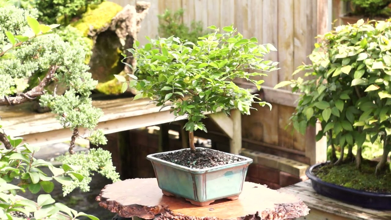 Jaboticaba (Myriciaria Cauliflora) Indoor Bonsai 8-10" - Brussel's Bonsai
