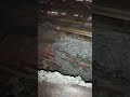 Огромное осиное гнездо. Вскрытие. Живу в Алтайской глубинке.
