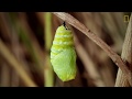 ¿Cuánto tarda una larva en transformarse en una mariposa monarca?