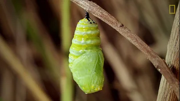 ¿Se comen las arañas a las mariposas monarca?