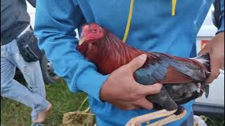 Download lagu ubos lagi basta si boss perry may dala