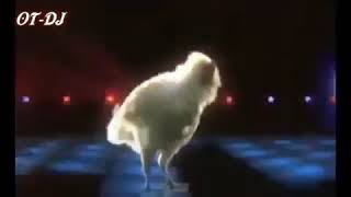 Ayam konser