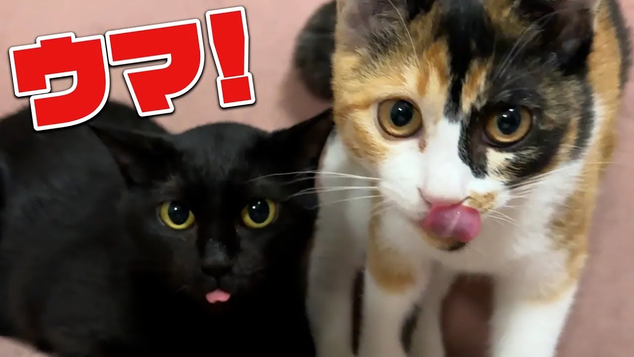 出産したての黒猫ちゃんにおすすめのおやつ - YouTube