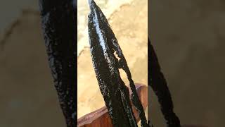 Keris Sepuh Tindih Jalak Budho Temuan Lumajang Est Tangguh Jenggala Kadiri Original Jalak Budho