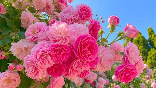 (NO AI) If Your Heart Feels Heavy, Stay Here 🌹 A Peaceful Rose Garden to Restore Your Soul 💗