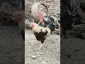 #aseelmurga #youtubeshorts #birds #youtubeshorts #java #swataseels #kabutar #roosterfarm #pigeon